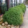 Cryptomeria 'Globosa Nana' 2 Cryptomeria 'Globosa Nana' -RootedLife Shop Cryptomeria Radicans BB 600x600 282e9bc7 9ef4 48b0 9092 d283a58d81e4