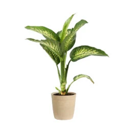 Tropic Snow Plant -RootedLife Shop DIF TRO3 BEIGEDELILAH