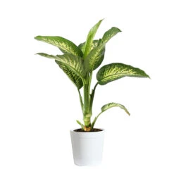 Tropic Snow Plant -RootedLife Shop DIF TRO3 WHITEDELILAH
