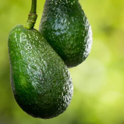 Condo™ Avocado Tree -RootedLife Shop Day Condo Avocado 6 BB