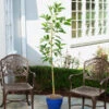 Condo™ Avocado Tree -RootedLife Shop Day Condo Avocado BB 600x600 5e5043fc 7fce 4b75 8e75 810bb46c61e3
