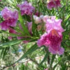 Bubba Jones Desert Willow 1 Bubba Jones Desert Willow -RootedLife Shop Desert WIllow Bubba Jones 600x600 9de1b822 2424 4f97 a985 f3b40afded90