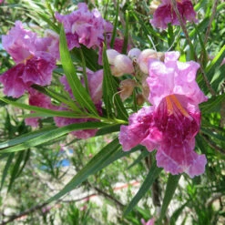 Bubba Jones Desert Willow