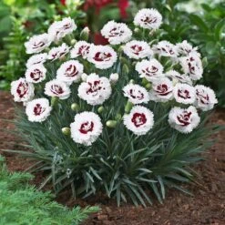 Scent First® Coconut Surprise Dianthus 7 Scent First® Coconut Surprise Dianthus -RootedLife Shop Dianthus Coconut Sundae 1