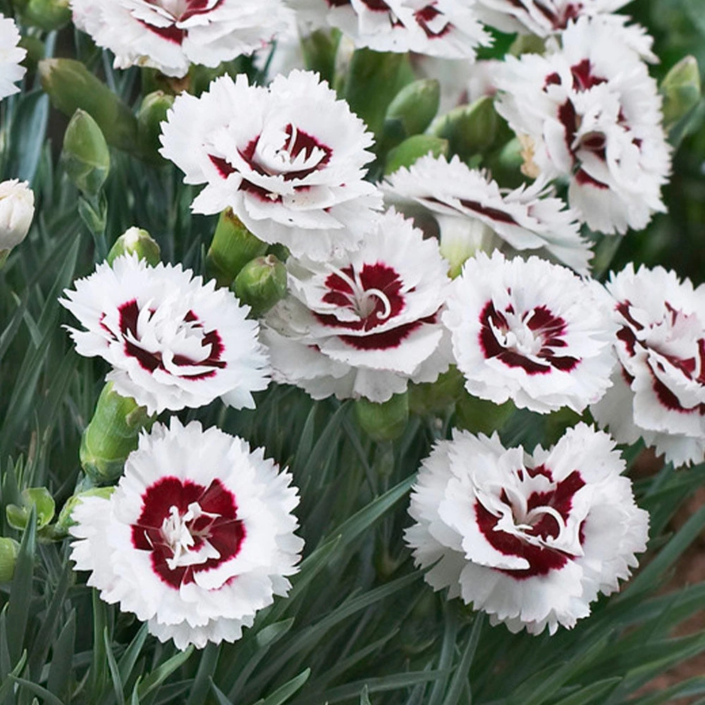 Scent First® Coconut Surprise Dianthus 4 Scent First® Coconut Surprise Dianthus - Image 2