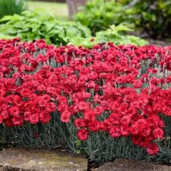 Fruit Punch® ‘Maraschino’ Dianthus 7 Fruit Punch® ‘Maraschino’ Dianthus -RootedLife Shop Dianthus Fruit Punch 2
