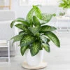 Tropic Snow Plant 1 Tropic Snow Plant -RootedLife Shop Dieffenbachia Tropic SnowBB 600x600 63d7badf f740 4c25 bec8 a7f10634e161
