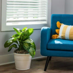 Tropic Snow Plant -RootedLife Shop Dieffenbachia Tropic Snow 3