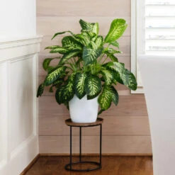 Tropic Snow Plant -RootedLife Shop Dieffenbachia Tropic Snow 4 BB