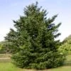 Douglas Fir Tree 1 Douglas Fir Tree -RootedLife Shop Douglas Fir BB 600x600 d0461534 55c2 4ec8 953f 373ad9df2754