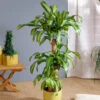 Dracaena Corn Plant -RootedLife Shop Dracaena Corn Plant BB 600x600 a5c5ec3c 335d 4191 b334 b6153eb82ef6