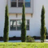 Dwarf Italian Cypress Tree -RootedLife Shop Dwarf Italian Cypress 600x600 9ef13cb2 6e6b 4ec7 bc87 ae69a399a971