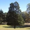 Eastern Red Cedar Tree -RootedLife Shop Eastern Red Cedar 600x600 BB
