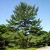 Eastern White Pine Tree 2 Eastern White Pine Tree -RootedLife Shop Eastern White pine BB 600x600 1940dd6b a2b5 463e ac2f c5a5cc240626
