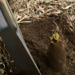 Edible Bamboo Plant -RootedLife Shop Edible Bamboo 1 BB