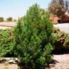 Eldarica Pine -RootedLife Shop Elderica Pine 600x600 92e2b258 2671 4da4 aa96 3521ae22fb1b