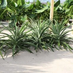 Elite Gold Pineapple Plant -RootedLife Shop Elite GOld Pineapple 1