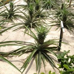 Elite Gold Pineapple Plant -RootedLife Shop Elite GOld Pineapple 2