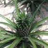 Elite Gold Pineapple Plant -RootedLife Shop Elite GOld Pineapple BB 600x600 53a77f55 2348 490b 9c62 961e7a1d4906