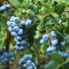Emerald Blueberry Bush 2 Emerald Blueberry Bush -RootedLife Shop Emerald Blueberries 600x600 2fcbf608 637a 431d bbf6 75235061d14f