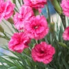 Scent First® Eternity Dianthus 1 Scent First® Eternity Dianthus -RootedLife Shop Eternity Dianthus BB 600x600 1f066df9 ec4a 4ed3 bbde a24c1232bfa6