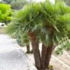 European Fan Palm Tree -RootedLife Shop European Fan Palm BB 600x600 f4563216 87fd 48fa 98a1 e9c88fa18a9d
