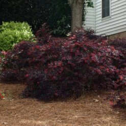 Ever Red Loropetalum Shrub 9 Ever Red Loropetalum Shrub -RootedLife Shop Ever Red Lorepetalum 2