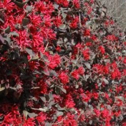 Ever Red Loropetalum Shrub 8 Ever Red Loropetalum Shrub -RootedLife Shop Ever Red Lorepetalum 7 BB