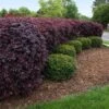 Ever Red Loropetalum Shrub -RootedLife Shop Ever Red Lorepetalum BB 600x600 397a1103 8244 4f3d b96c 3ff3031da088