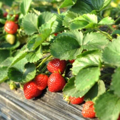 Everbearing Strawberry Plant -RootedLife Shop Everbearing Strawberry 1 BB