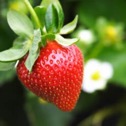 Everbearing Strawberry Plant -RootedLife Shop Everbearing Strawberry 4 BB