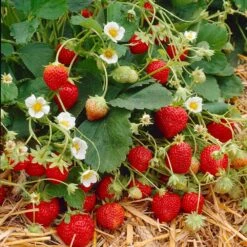 Everbearing Strawberry Plant -RootedLife Shop Everbearing Strawberry 9