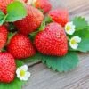 Everbearing Strawberry Plant -RootedLife Shop Everbearing Strawberry BB 600x600 31691f74 c840 49ff 8e1b eed2a6b034d2