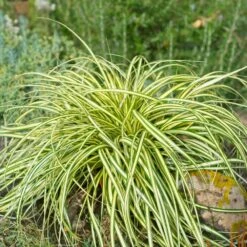 Carex Evergold (Japanese Sedge) -RootedLife Shop Evergold Carex Sedge 2
