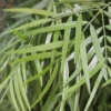 Fern Pine Tree -RootedLife Shop FERN PINE TREE COLUMNAR 350 THUMBNAIL