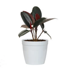 Rubber Tree Plant -RootedLife Shop FIC RBG.6 whitedelilah