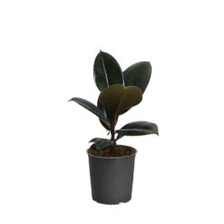 Rubber Tree Plant -RootedLife Shop FIC RBG1
