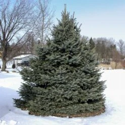 Cold-Hardy Winter Interest Kit 10 Cold-Hardy Winter Interest Kit -RootedLife Shop Fat albert Blue Spruce 3 BB b0c17b5d d17f 436f a9b1 5787cb9708bf