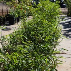 Fernleaf Bamboo -RootedLife Shop Fernleaf Multiplex Bamboo 5 BB