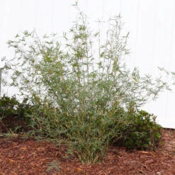 Fernleaf Bamboo -RootedLife Shop FernleafMultiplexBamboo 1