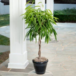 Ficus Alii Braid Plant 13 Ficus Alii Braid Plant -RootedLife Shop Ficus Alli 2
