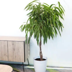 Ficus Alii Braid Plant 18 Ficus Alii Braid Plant -RootedLife Shop Ficus Alli BB 4