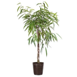 Ficus Alii Braid Plant 14 Ficus Alii Braid Plant -RootedLife Shop Ficus Alli Delilah Brown Pot