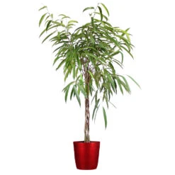 Ficus Alii Braid Plant 17 Ficus Alii Braid Plant -RootedLife Shop Ficus Alli Delilah Red Pot