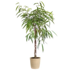 Ficus Alii Braid Plant 15 Ficus Alii Braid Plant -RootedLife Shop Ficus Alli Delilah Tan Pot