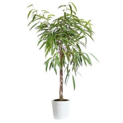 Ficus Alii Braid Plant 16 Ficus Alii Braid Plant -RootedLife Shop Ficus Alli Delilah White Pot