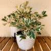 Ficus Triangularis 1 Ficus Triangularis -RootedLife Shop Ficus Triangularis BB 600x600 18ae56ea fc25 4054 9a05 06eb3dd46f51