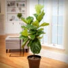 Fiddle-Leaf Fig Tree -RootedLife Shop Fiddle Leaf Fig 1 BB 600x600 00d0bb31 8367 44d0 90b6 89043c6426af