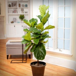Monstera Deliciosa And Fiddle Leaf Fig Combo 8 Monstera Deliciosa And Fiddle Leaf Fig Combo -RootedLife Shop Fiddle Leaf Fig 1 BB 6c95f4cb 1ed8 4ec3 b09a 3c2833764f22