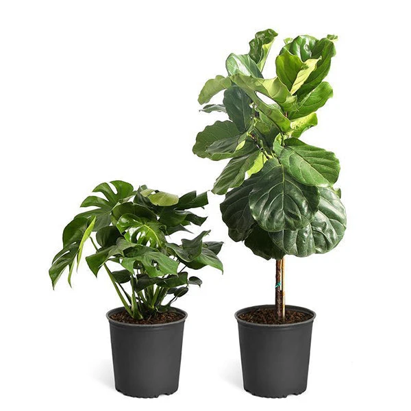 Monstera Deliciosa And Fiddle Leaf Fig Combo 3 Monstera Deliciosa And Fiddle Leaf Fig Combo